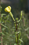 Common evening-primrose